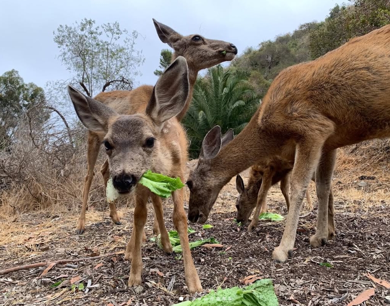 Deer on Catalina Island — proceeds support Catalina deer conservation